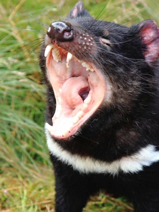 奇幻岛屿德语版